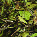 Bio Weißer Tee China Pai Mu Tan - kg